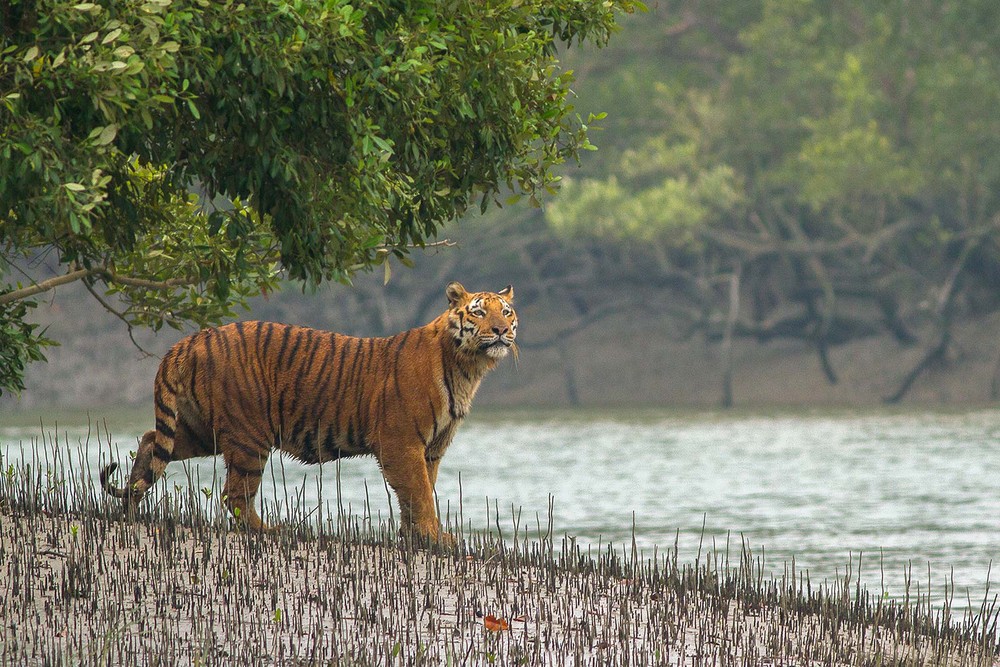 Sundarbans
